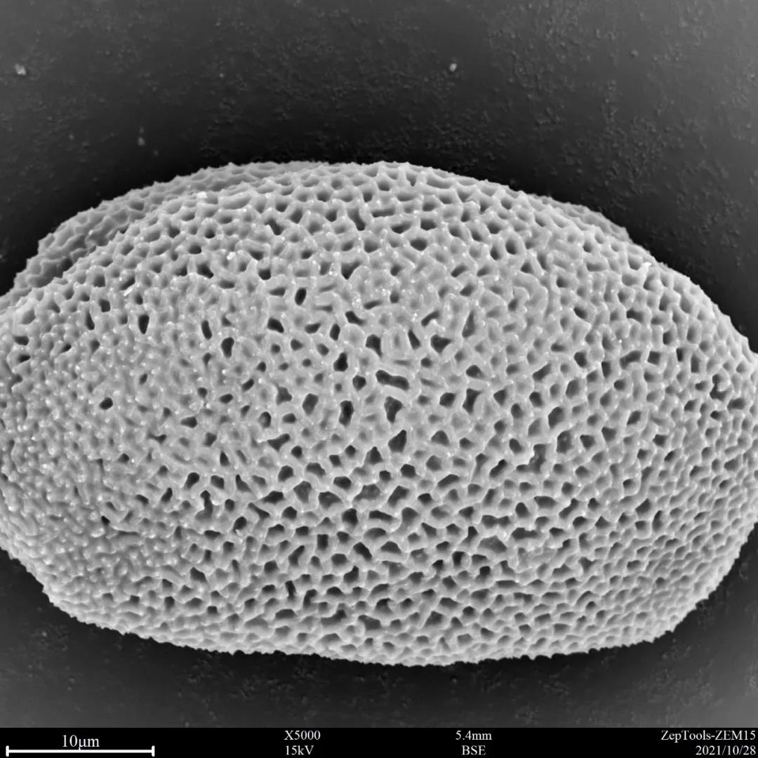 臺(tái)式掃描電鏡5000倍下的蔥蓮花粉