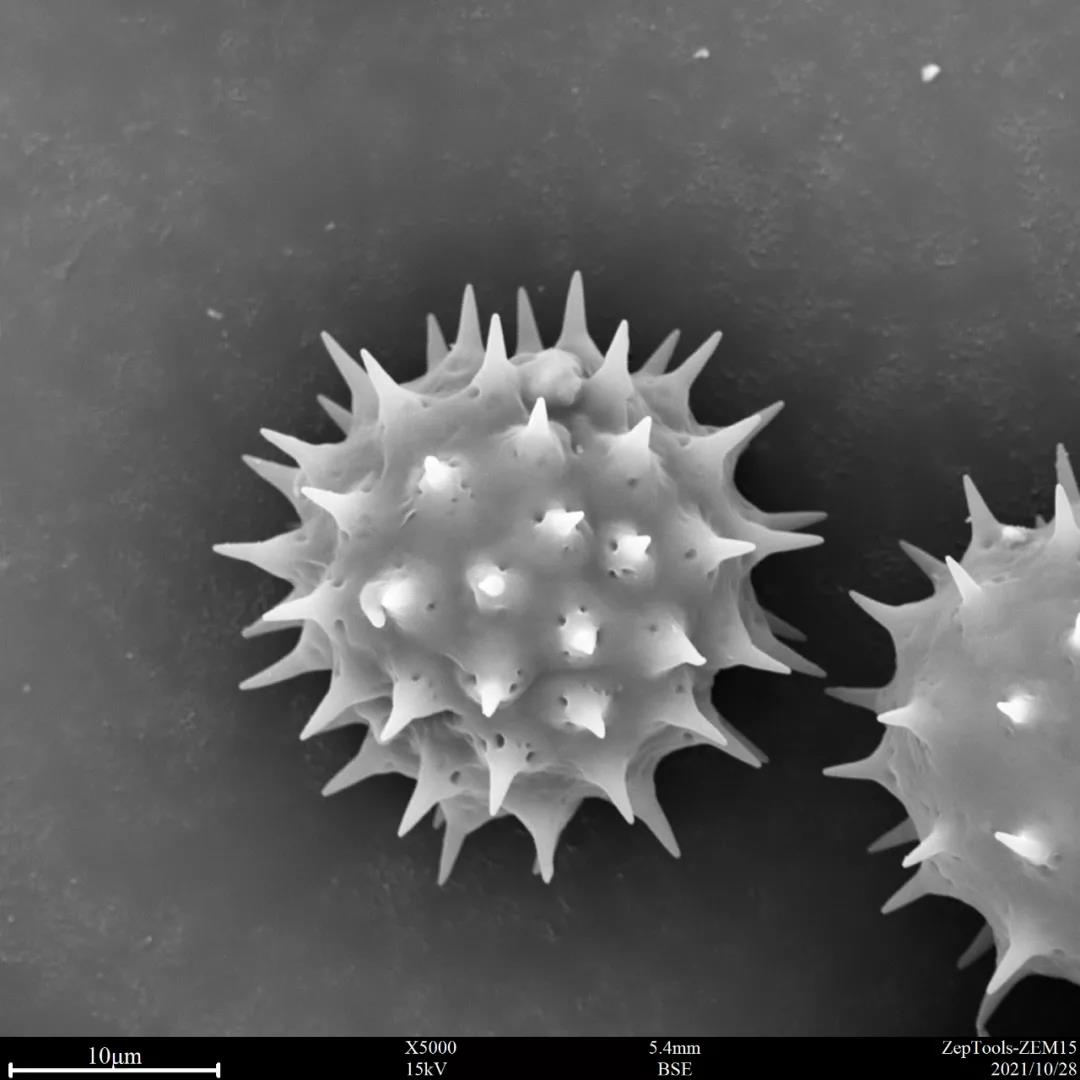臺(tái)式掃描電鏡5000倍下的黃秋英花粉